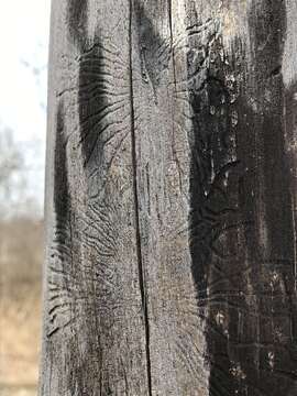 Image of Dutch elm disease beetle