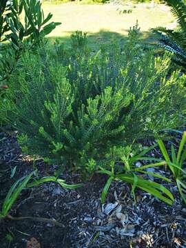 Image of Phylica ericoides var. ericoides