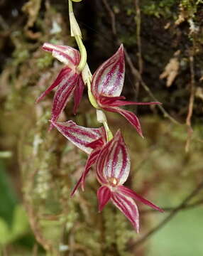 Image of Pleurothallis lindenii Lindl.