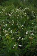 Plancia ëd Ranunculus platanifolius L.