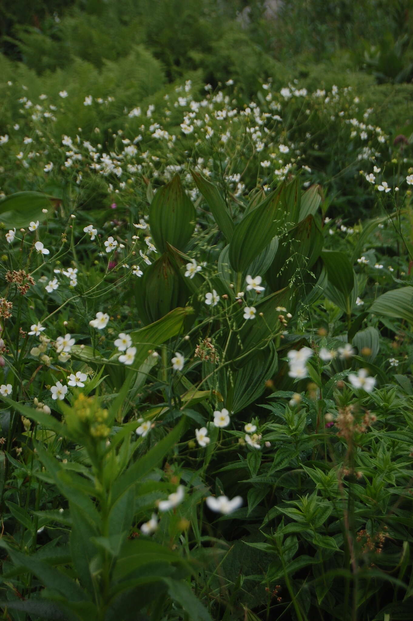 Plancia ëd Ranunculus platanifolius L.