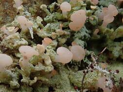 صورة Baeomyces heteromorphus Nyl. ex C. Bab. & Mitt.