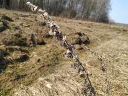 Image of heath cudweed