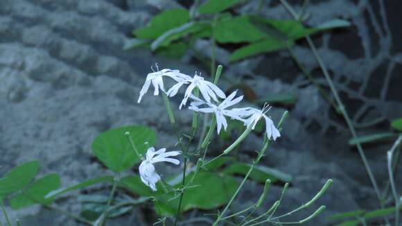 Plancia ëd Silene fortunei Vis.