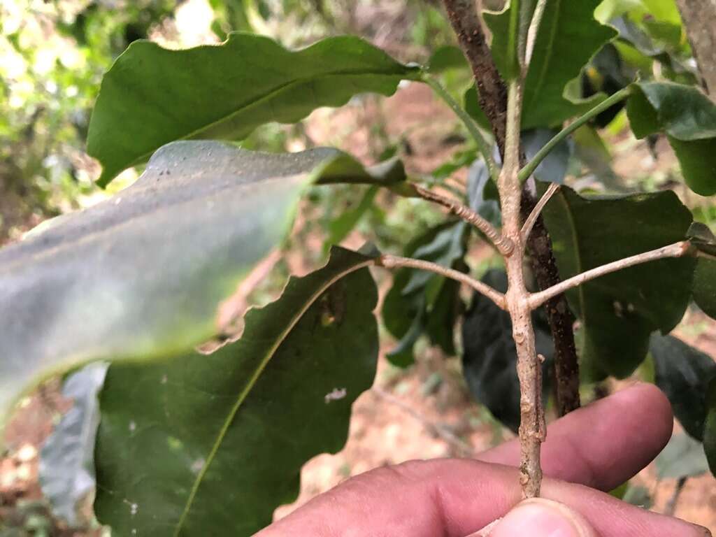 Image of Sarcomelicope simplicifolia (Endl.) T. G. Hartley