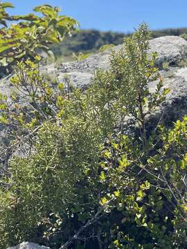 Image of Asparagus rigidus Jessop