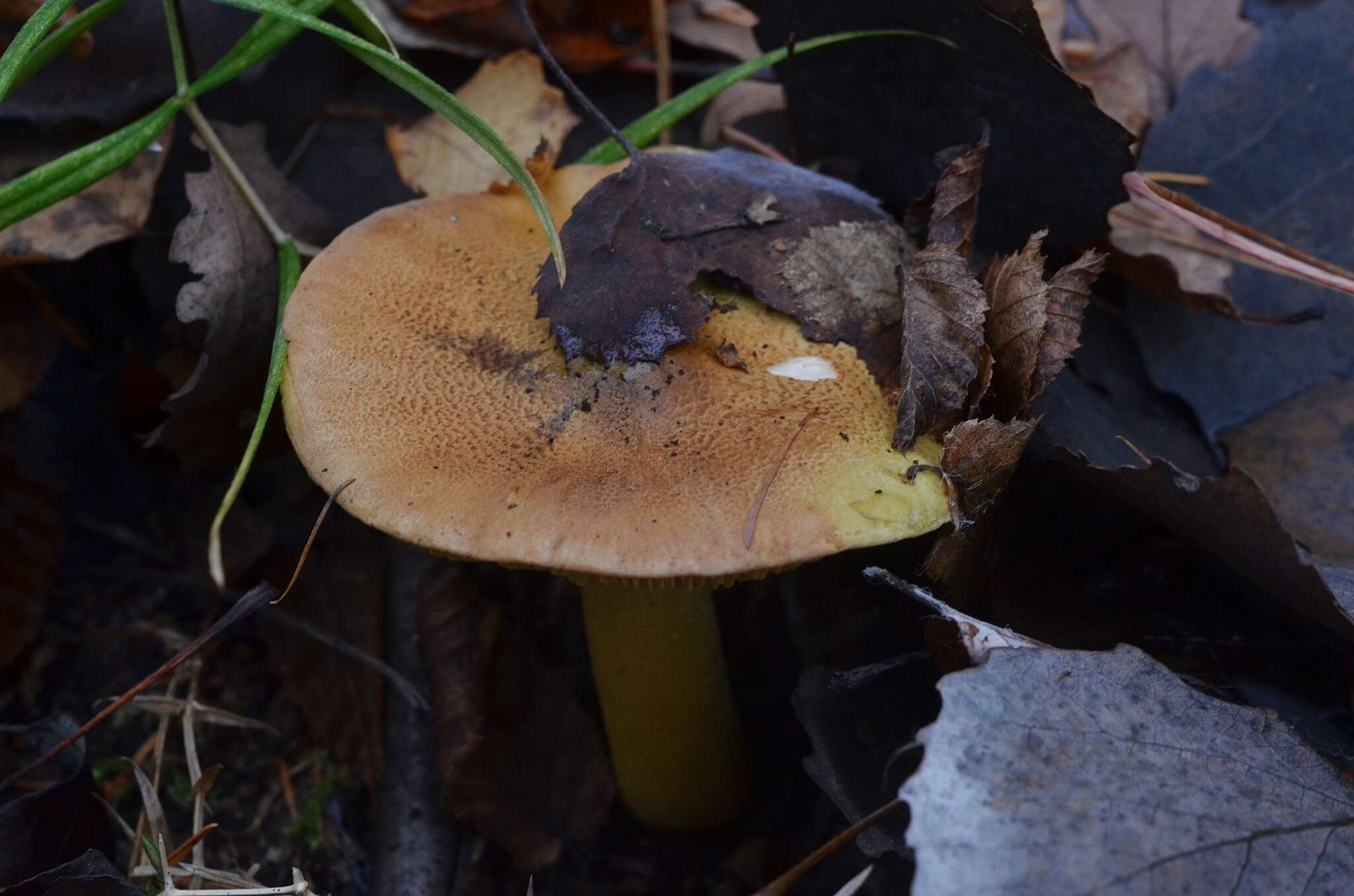 Image of Tricholoma frondosae Kalamees & Shchukin 2001