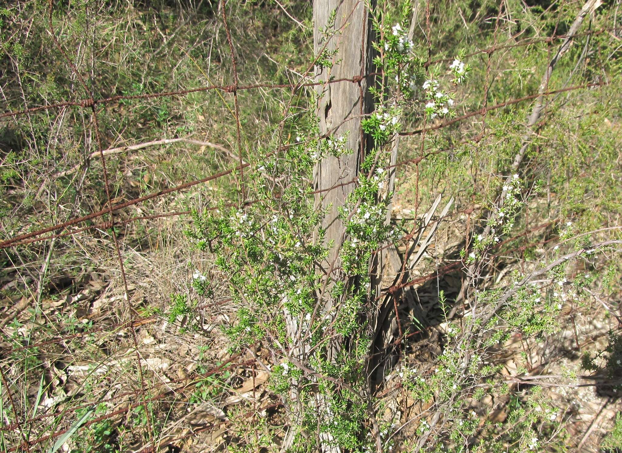 Image of Leucopogon ericoides (Sm.) R. Br.