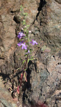 صورة Antirrhinum vexillocalyculatum Kellogg