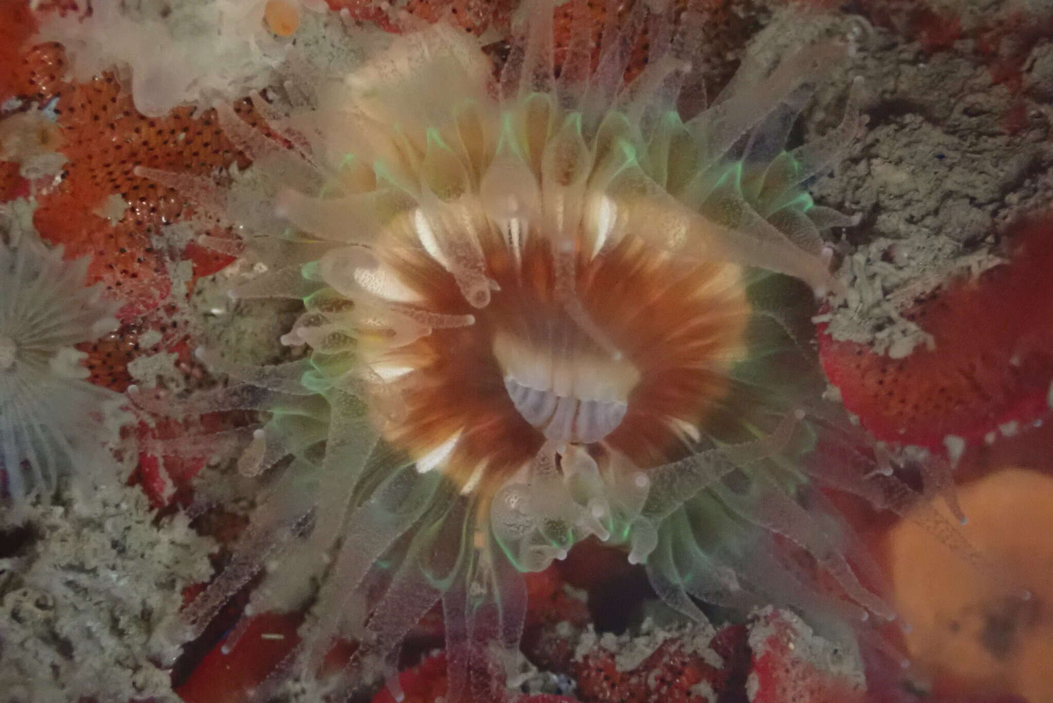 Image of brown stony coral