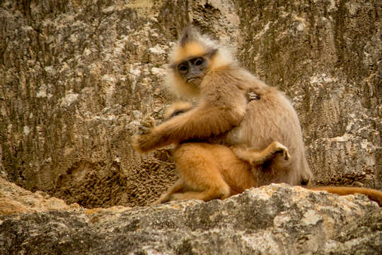 Image of Mitered Leaf-monkey; Sumatran Surili