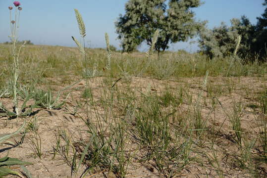 صورة Agropyron dasyanthum Ledeb.