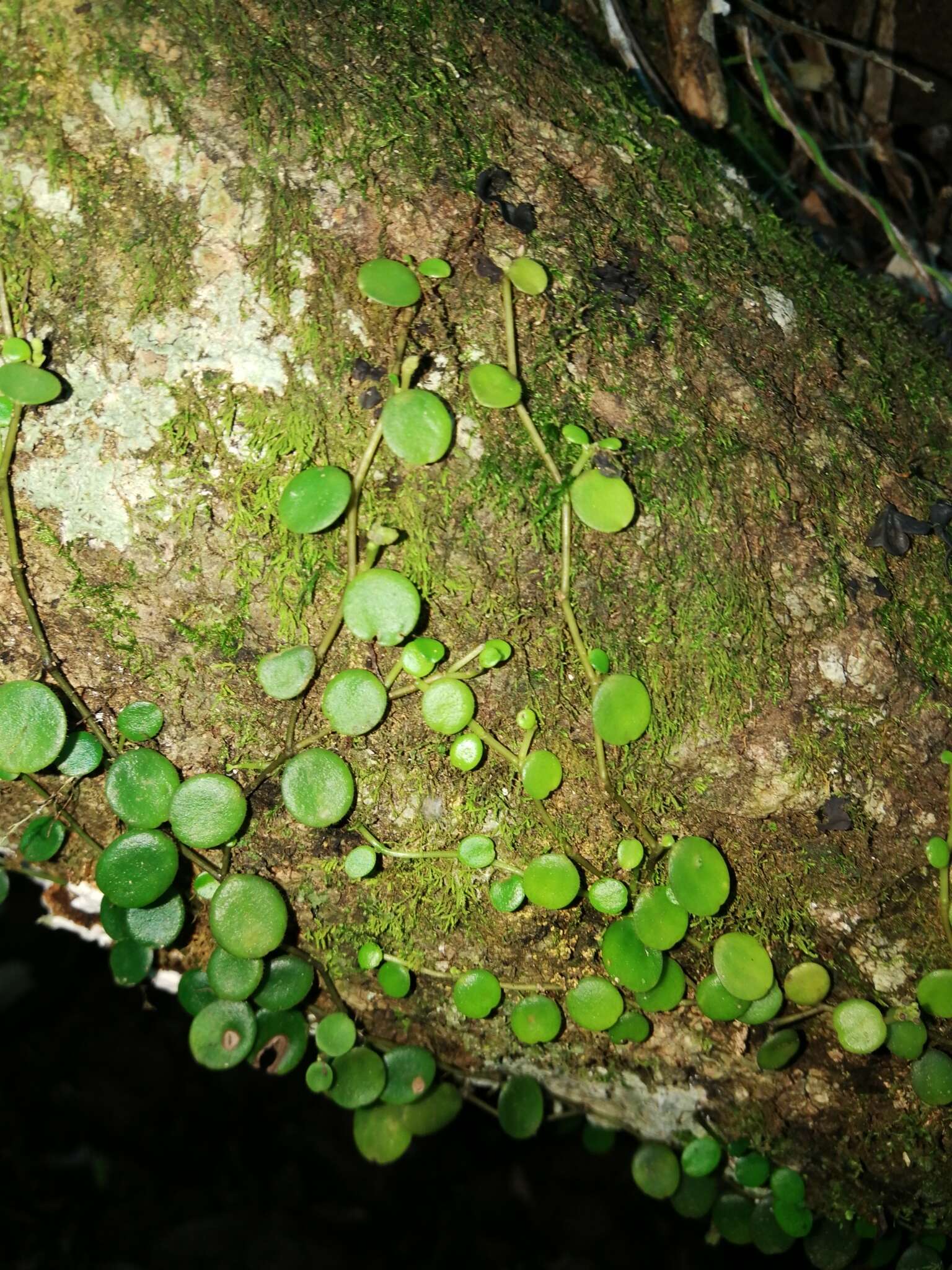 Image of Peperomia bangrooana C. DC.