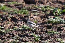 Image of African Pied Wagtail