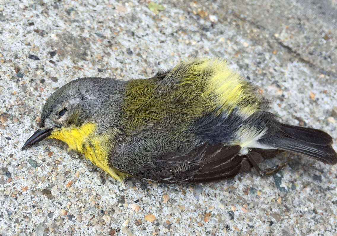 Image of Magnolia Warbler