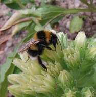 Plancia ëd Bombus hortorum (Linnaeus 1761)