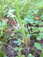 Image of Selway mariposa lily