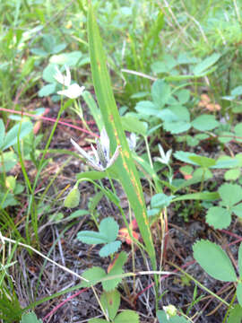 Image of Selway mariposa lily