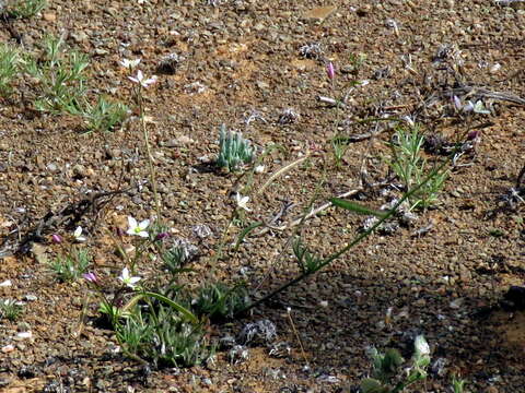 Image de Heliophila crithmifolia Willd.