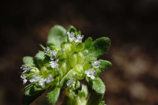 Image of Valerianella turgida (Stev.) Betcke