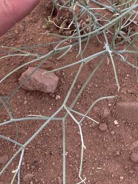 Imagem de Astragalus episcopus S. Wats.