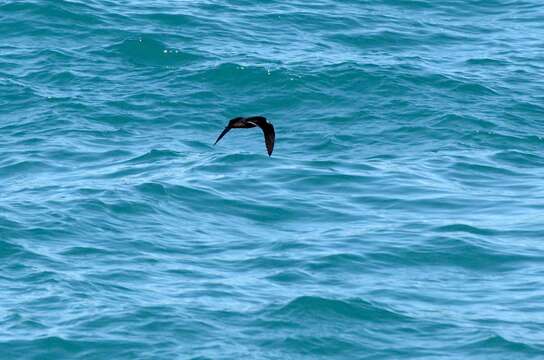 Image of Westland Black Petrel