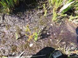 Image of Utricularia welwitschii Oliv.