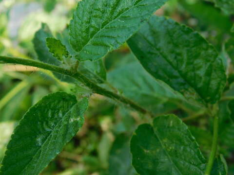 Image of rigid stripeseed