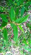 Image de Solanum stelligerum Sm.