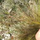 Plancia ëd Stipa juncea L.