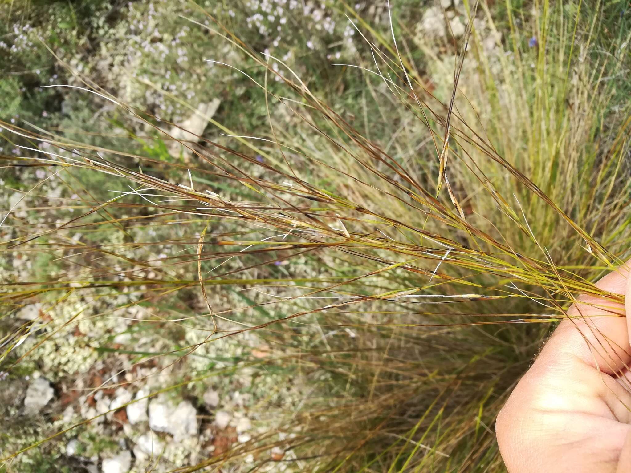 Image of Stipa juncea L.