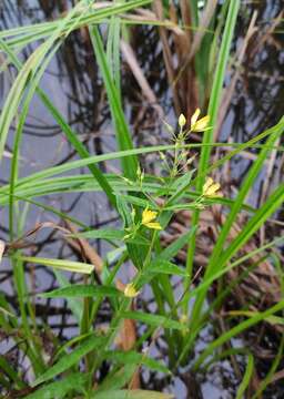 Image of Lysimachia davurica Ledeb.