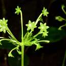 Image of Campynemanthe viridiflora Baill.