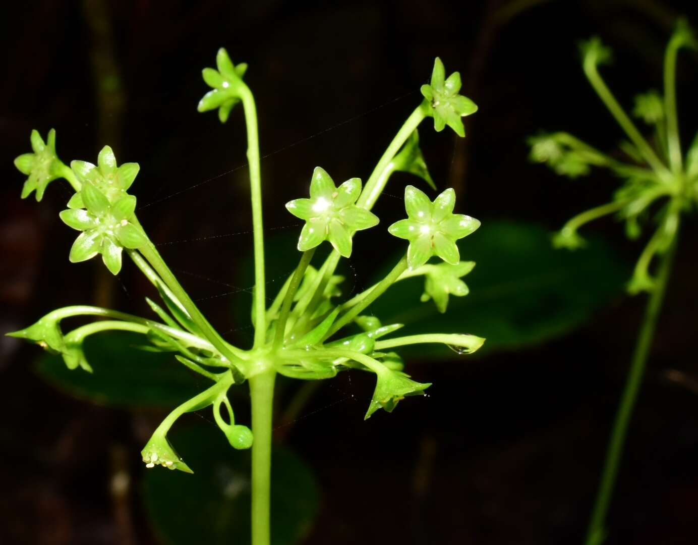 Image of Campynemanthe viridiflora Baill.