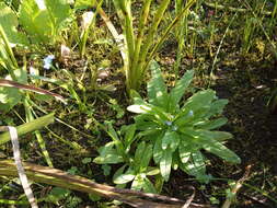 Слика од Myosotis laxa subsp. cespitosa (C. F. Schultz) Nordh.