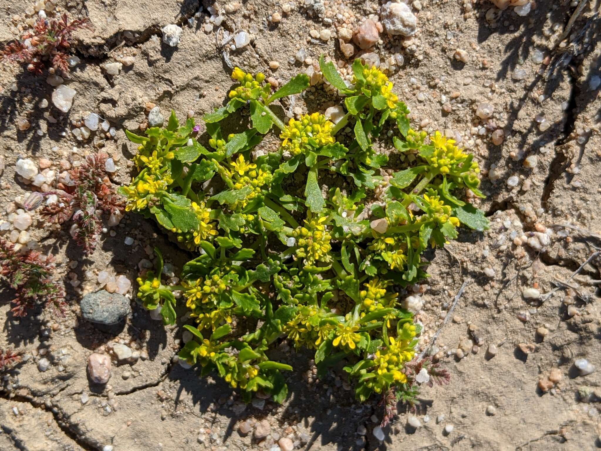 Image of yellow pepperweed