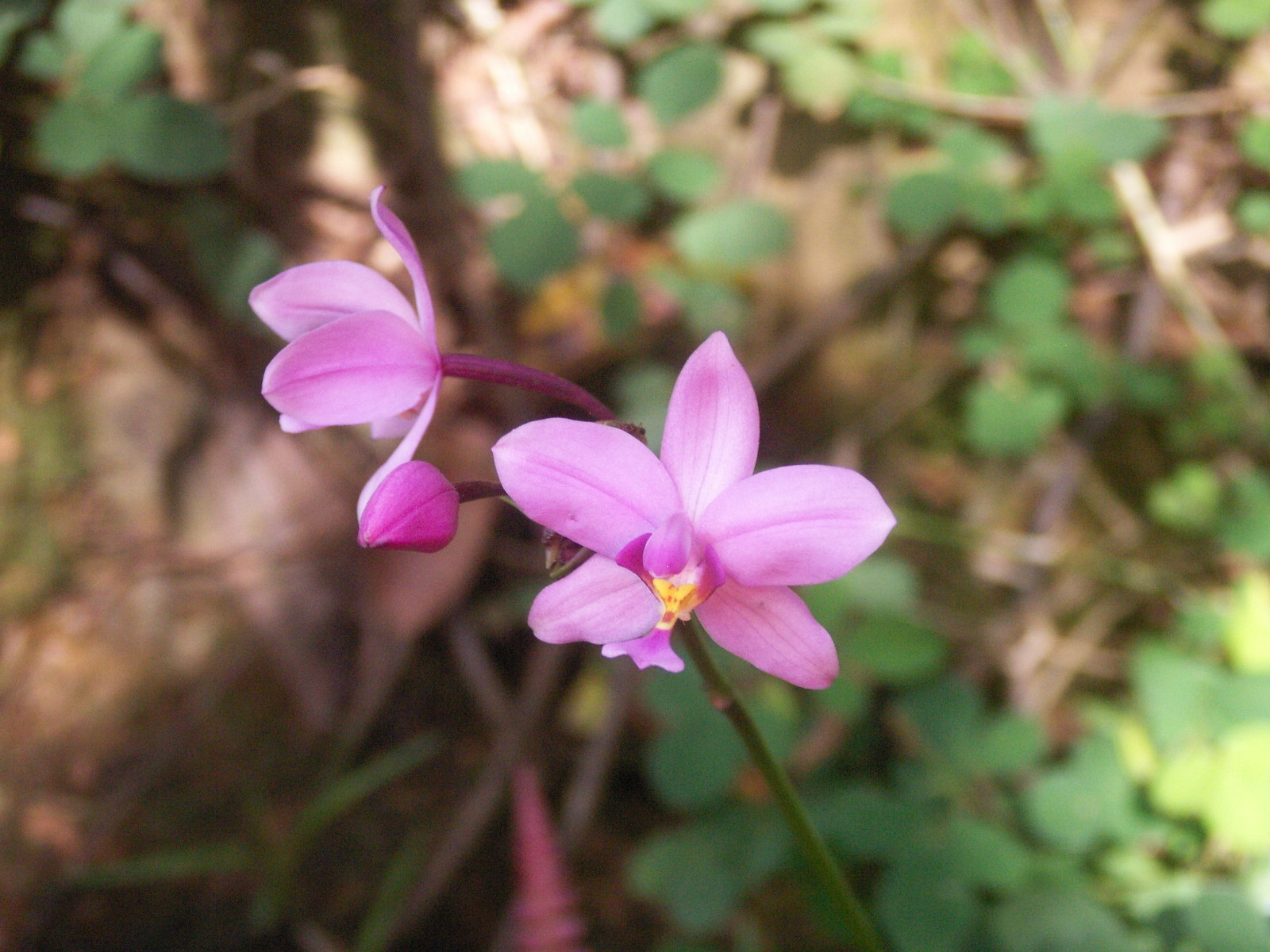 Philippine Ground Orchid Media Encyclopedia Of Life