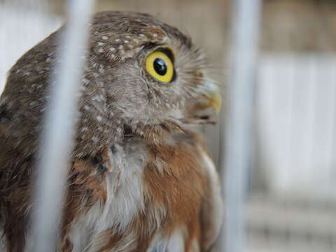 Image of Colima Pygmy Owl