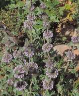 Image of horehound