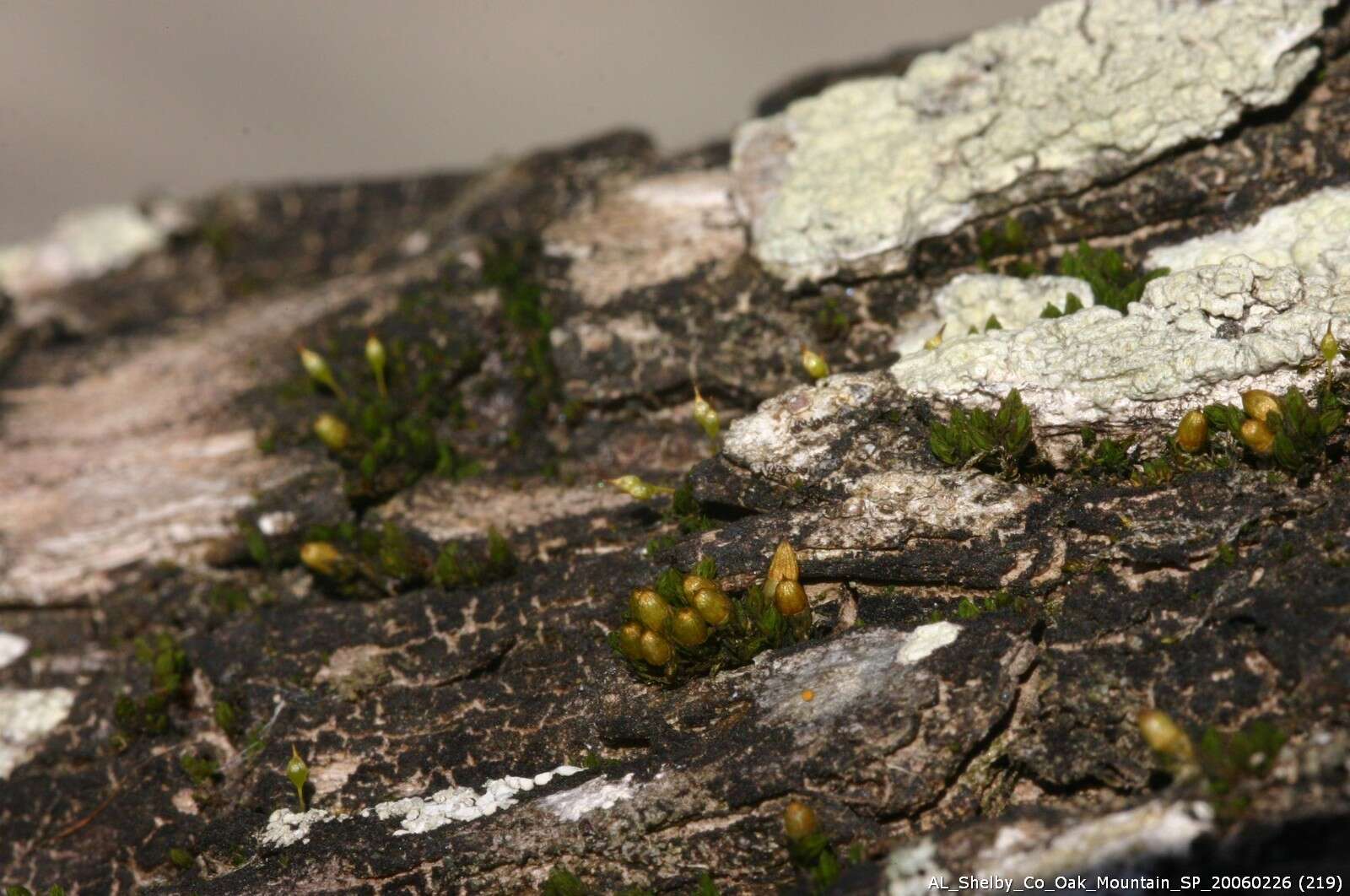 Image of orthotrichum moss