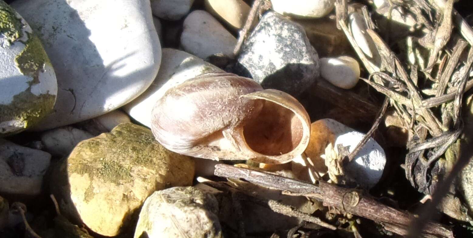 Image of dune snail