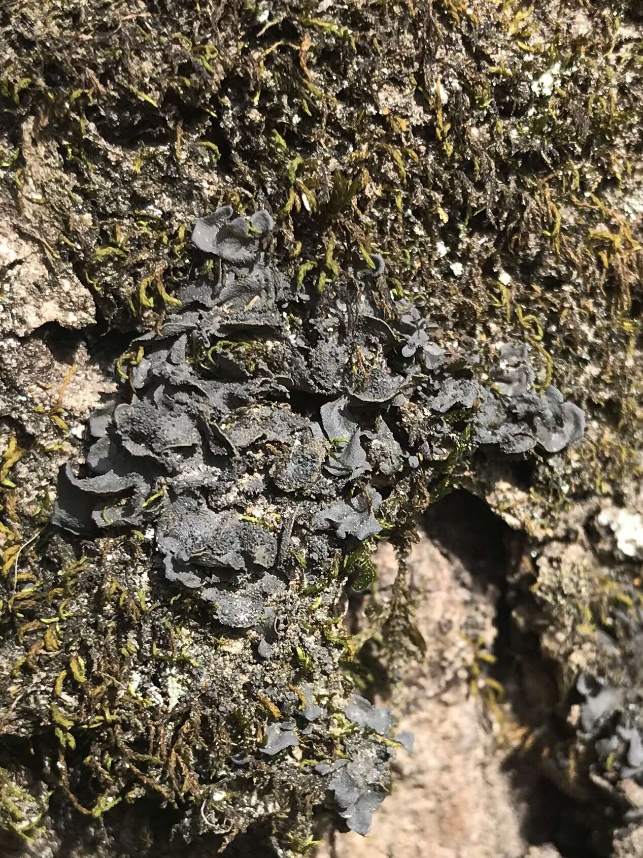 Image of Austroamerican skin lichen