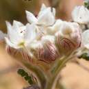 Image of Commersonia densiflora (Turcz.) F. Müll.