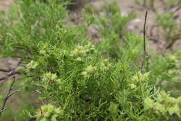 Image of Ambrosia artemisioides Meyen & Walp.
