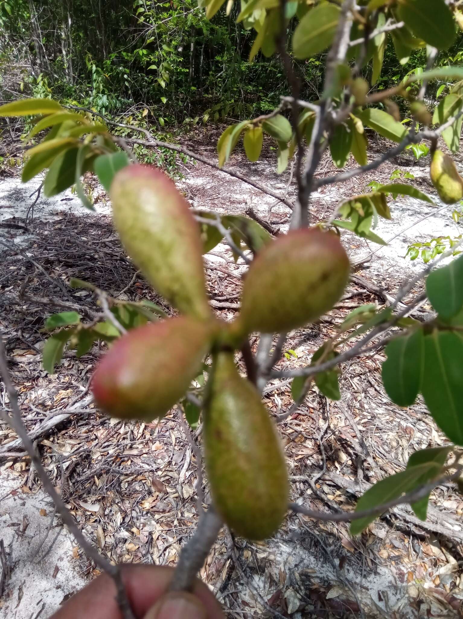 Xylopia bemarivensis Diels resmi