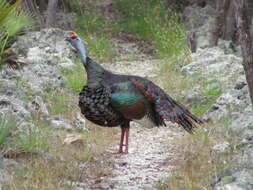 Image of Ocellated Turkey