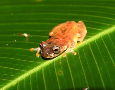 Imagem de Dendropsophus leali (Bokermann 1964)