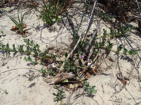 Image of Grapple plant