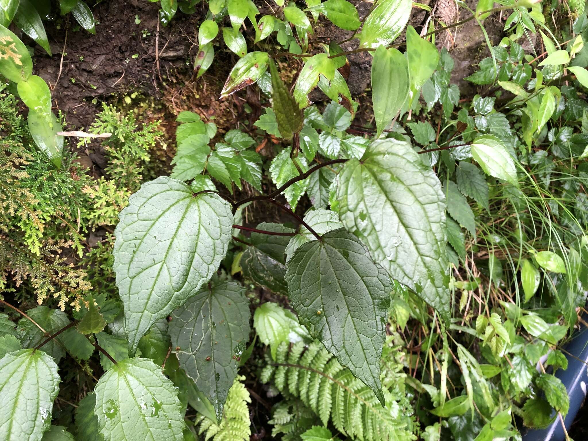 Image of Aster formosanus Hayata