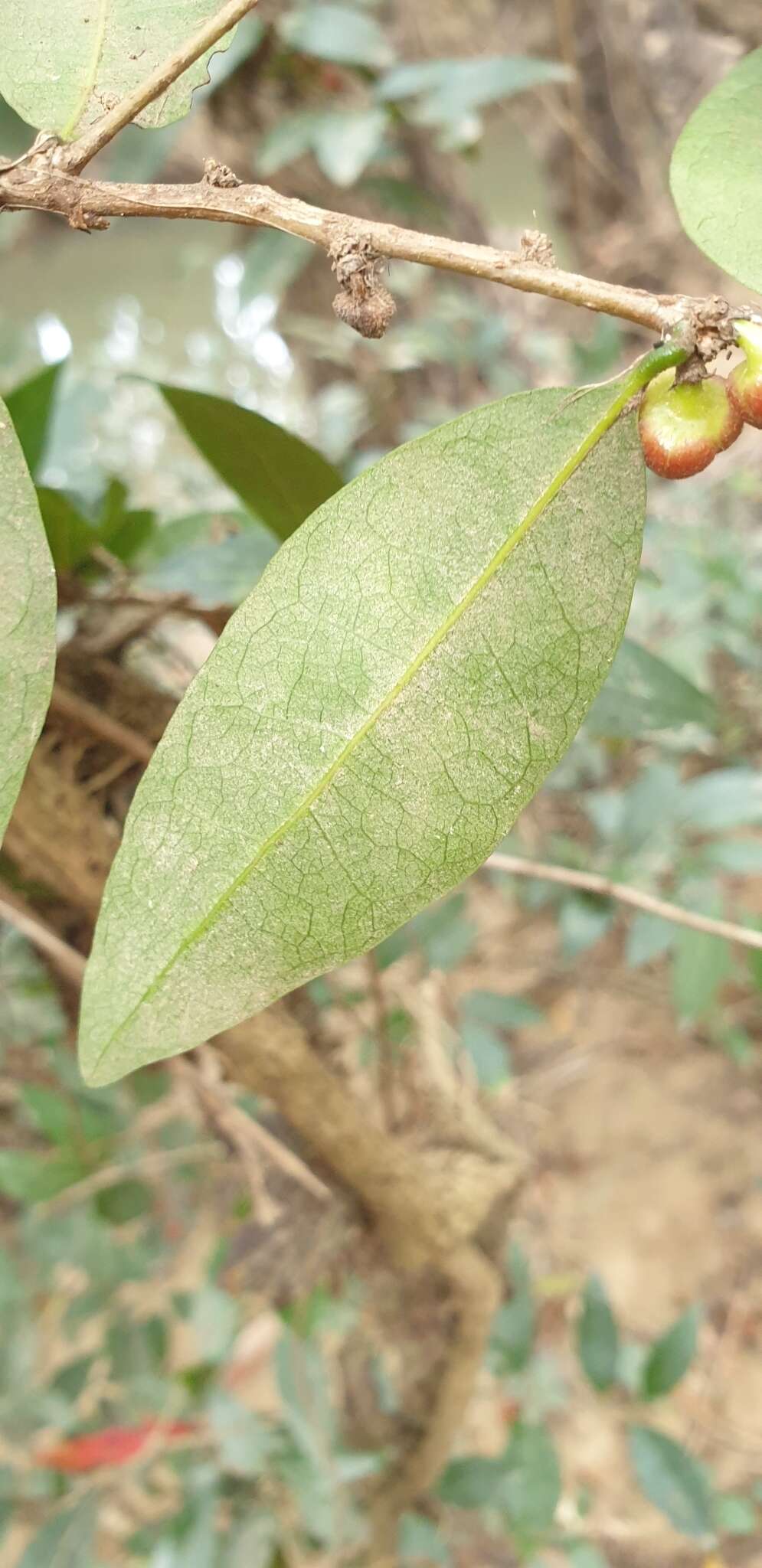 Image of Cleistanthus cunninghamii (Müll. Arg.) Müll. Arg.